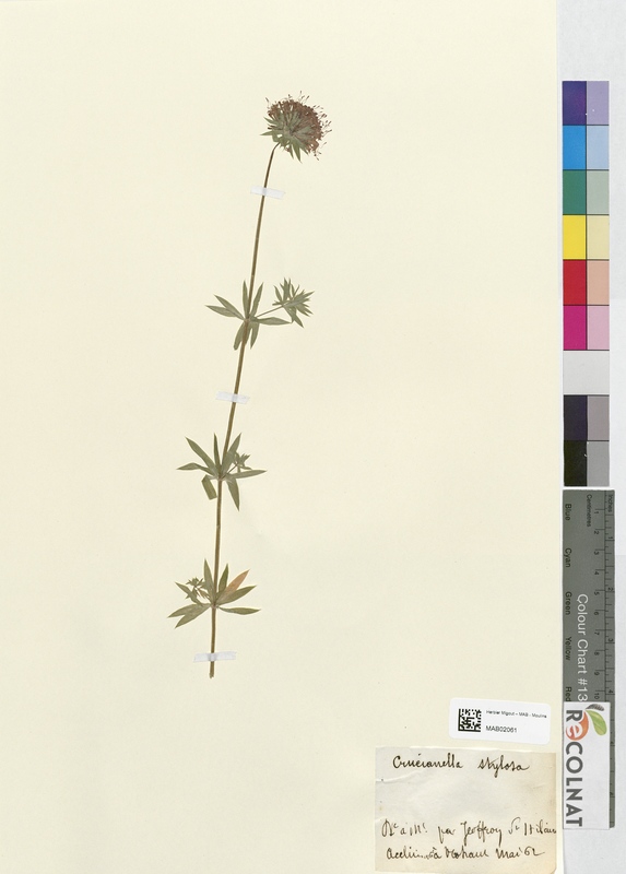 Crucianella stylosa (Rubiaceae)