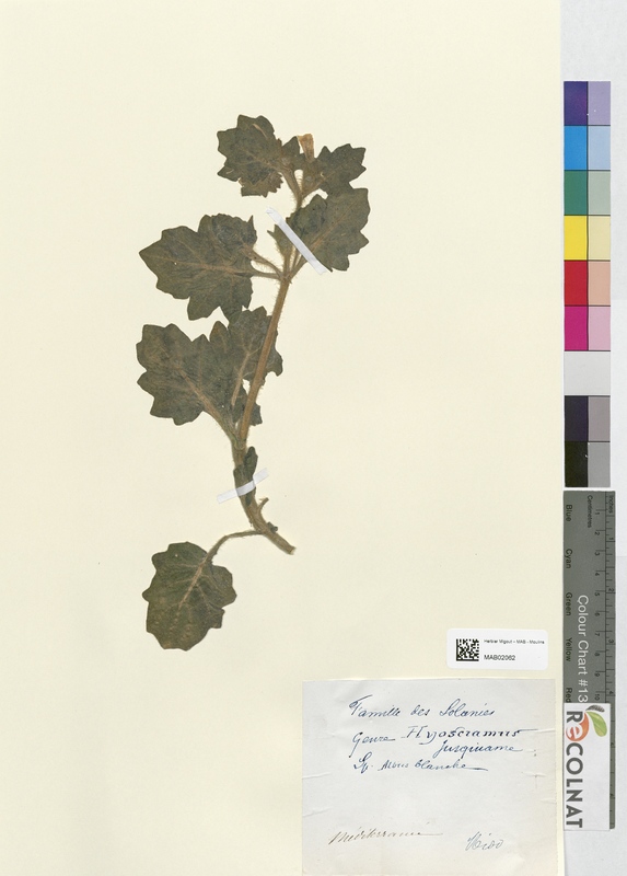 Hyoscyamus albus (Solanaceae)