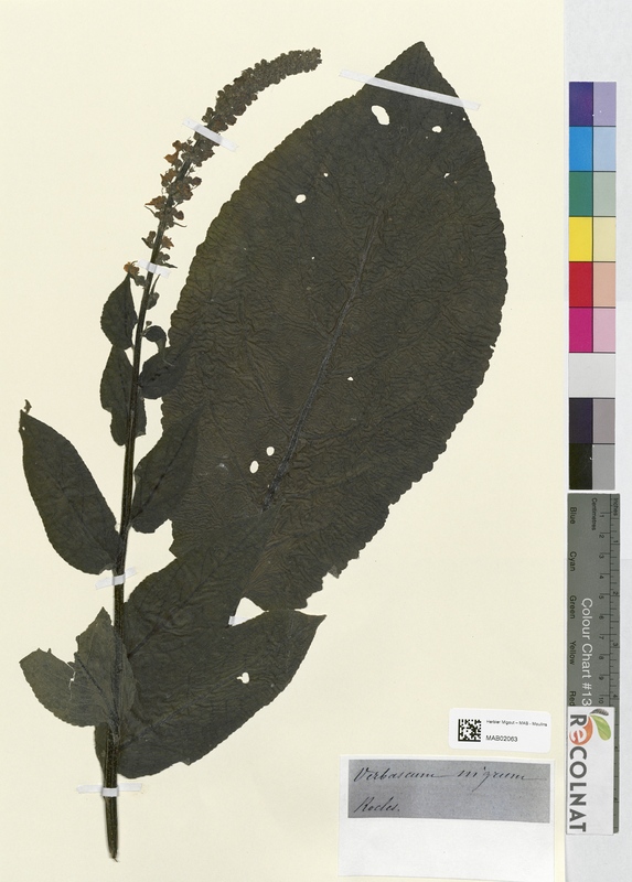 Verbascum nigrum (Scrophulariaceae)