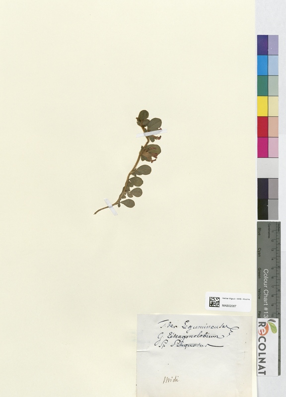 Tetragonolobium siliquosus (Fabaceae)