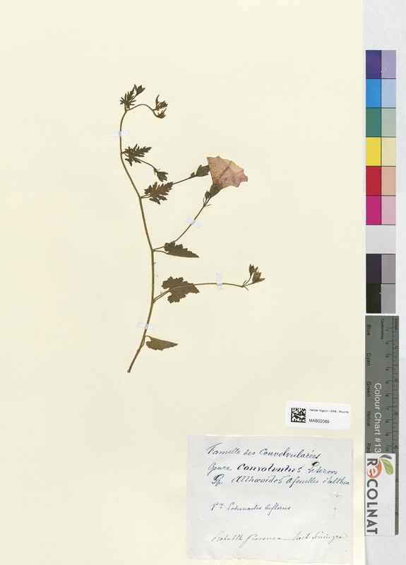 Convolvulus allhoeoides (Convolvulacees)