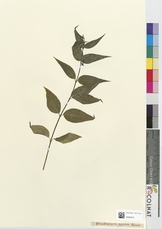 Vincetoxicum nigrum (Apocynaceae)