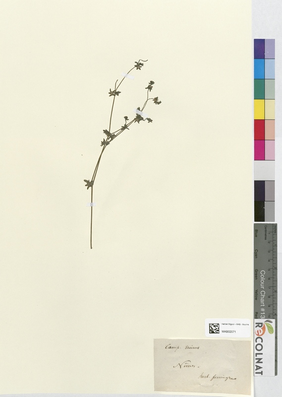 Campanula erinus (Campanulaceae)