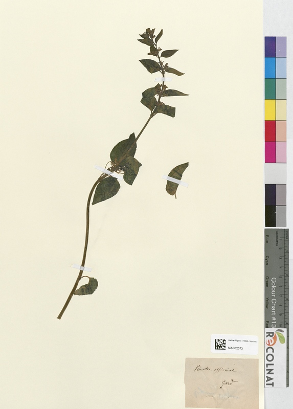 Vincetoxicum officinale (Apocynaceae)