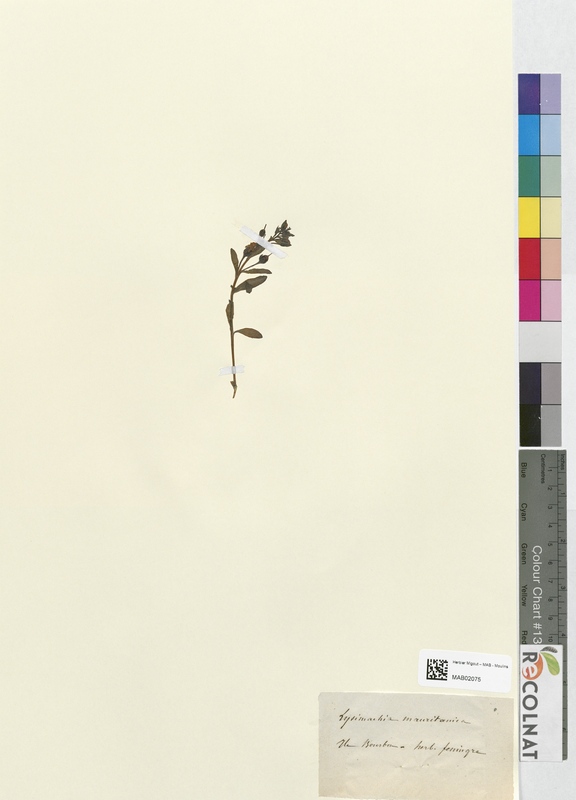 Lysimachia mauritanica (Primulaceae)