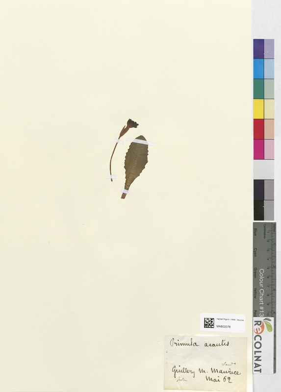 Primula acaulis (Primulaceae)