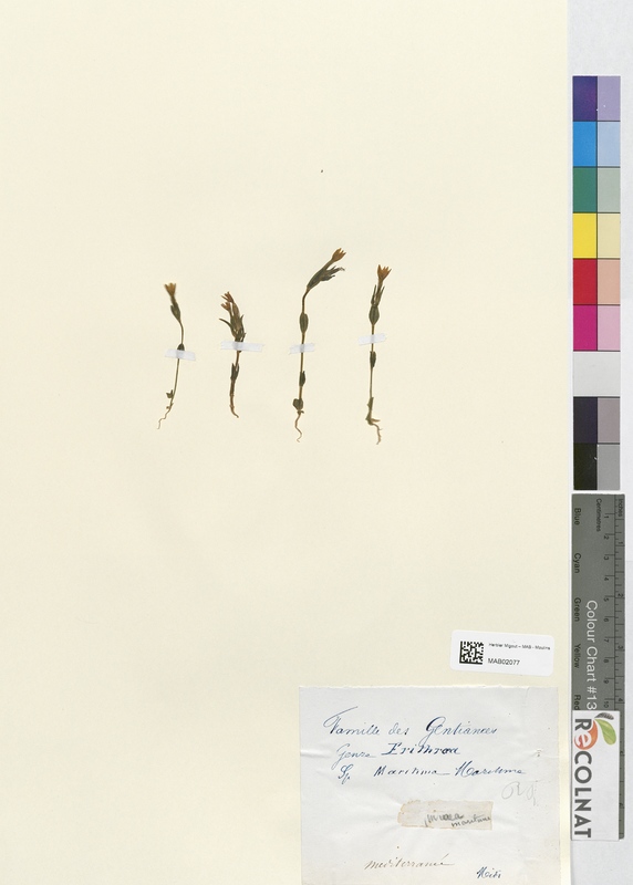 Erythraea maritima (Gentianaceae)