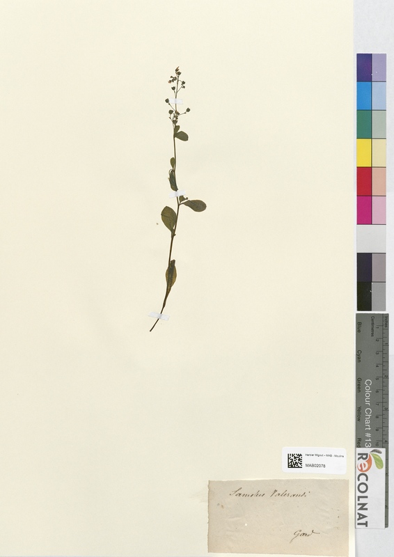 Samolus valerandi (Primulaceae)