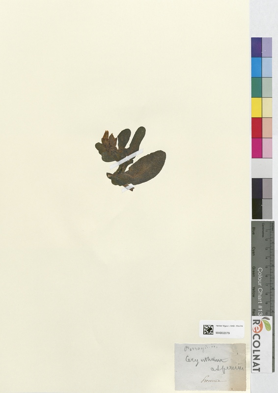 Cerinthe aspera (Boraginaceae)