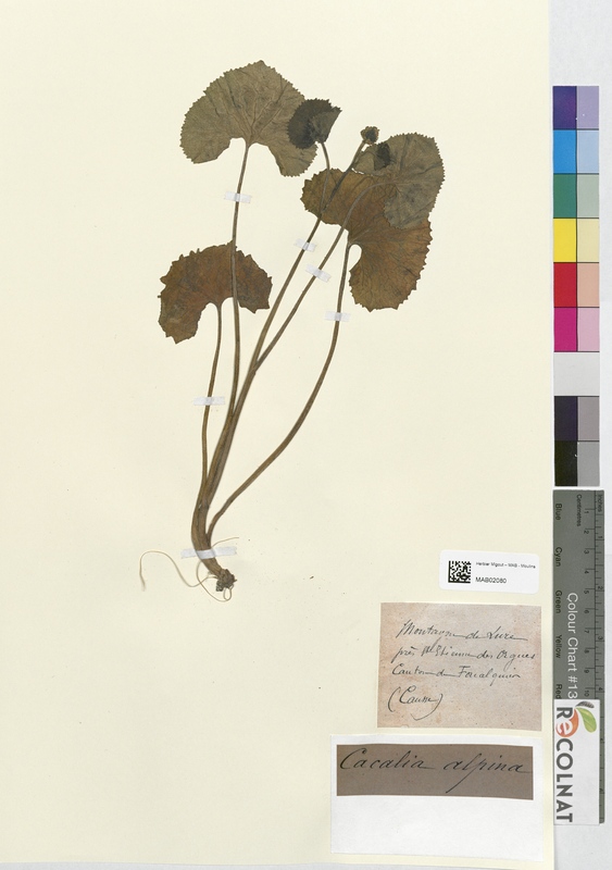 Cacalia alpina (Asteraceae)