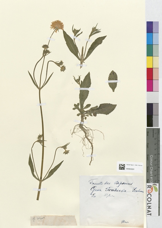 Scabiosa hybrida (Dipsacaceae)