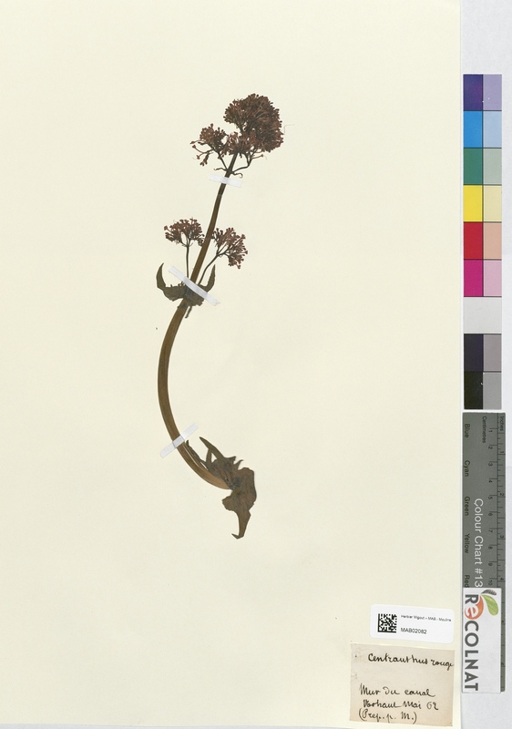 Centranthus ruber (Caprifoliaceae)
