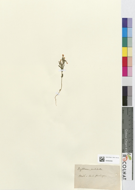 Erythraea pulchella (Gentianaceae)