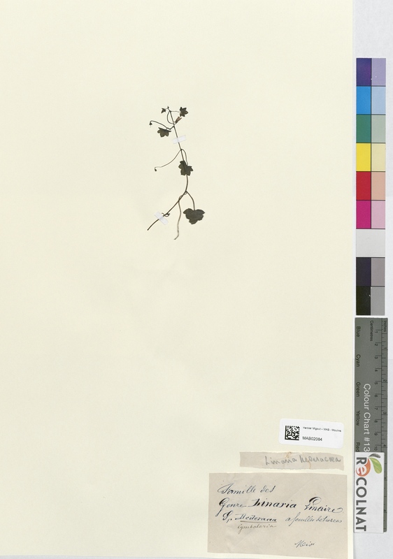 Linaria cymbalaria (Plantaginaceae)