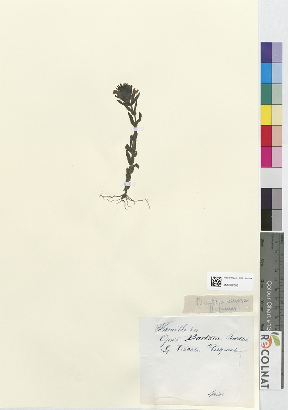 Bartsia viscosa (Orobanchaceae)