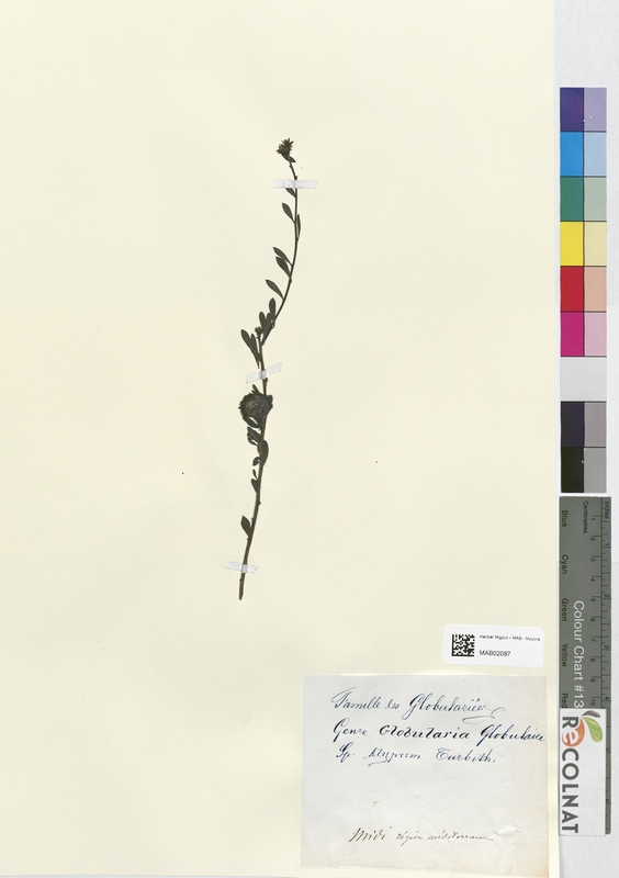 Globularia alypum (Plantaginaceae)