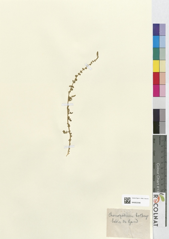 Chenopodium botrys (Chenopodiaceae)