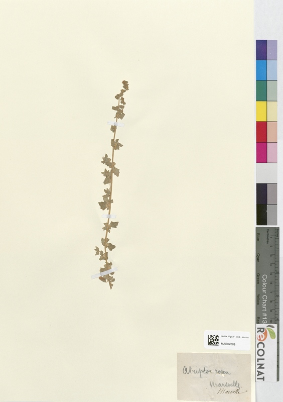 Atriplex rosea (Chenopodiaceae)