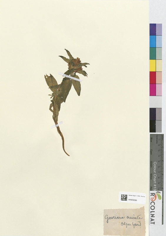 Gentiana cruciata (Gentianaceae)