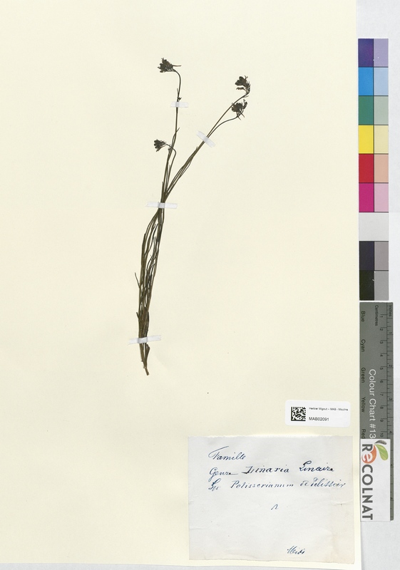 Linaria pelisseriana (Scrophulariaceae)