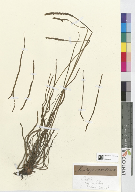 Plantago maritima (Plantaginaceae)