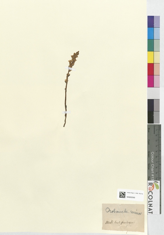 Orobanche minor (Orobanchaceae)