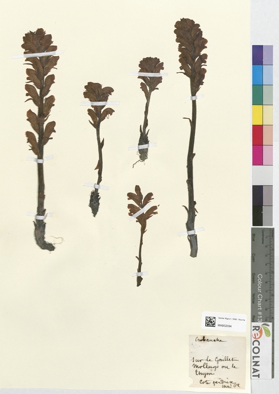 Orobanche minor (Orobanchaceae)