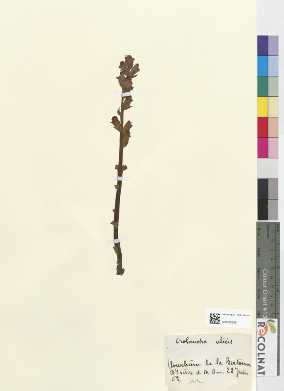 Orobanche ulieis (Orobanchaceae)