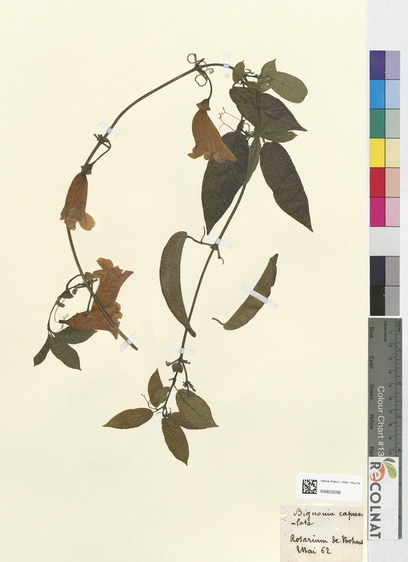 Bignonia capreolata (Bignoniaceae)