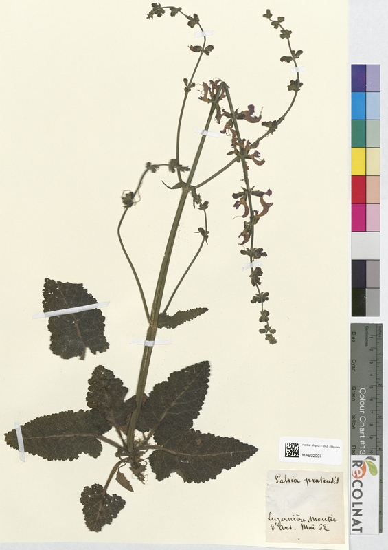 Salvia pratensis (Lamiaceae)