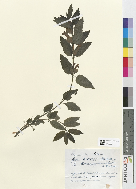 Melittis melissophyllum (Lamiaceae)