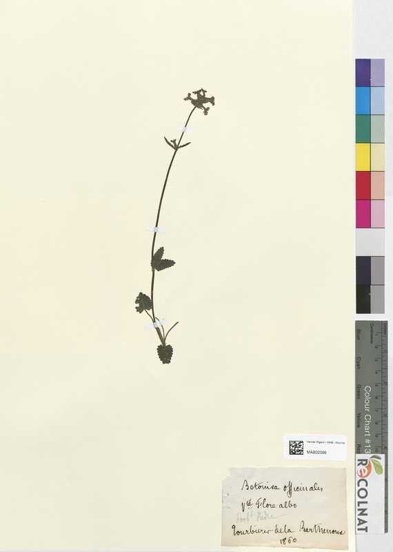 Betonica officinalis (Lamiaceae)