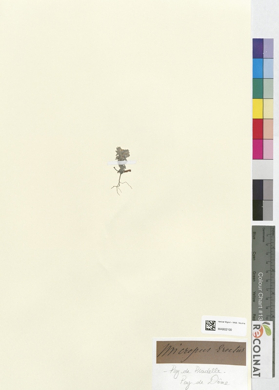 Micropus erectus (Asteraceae)