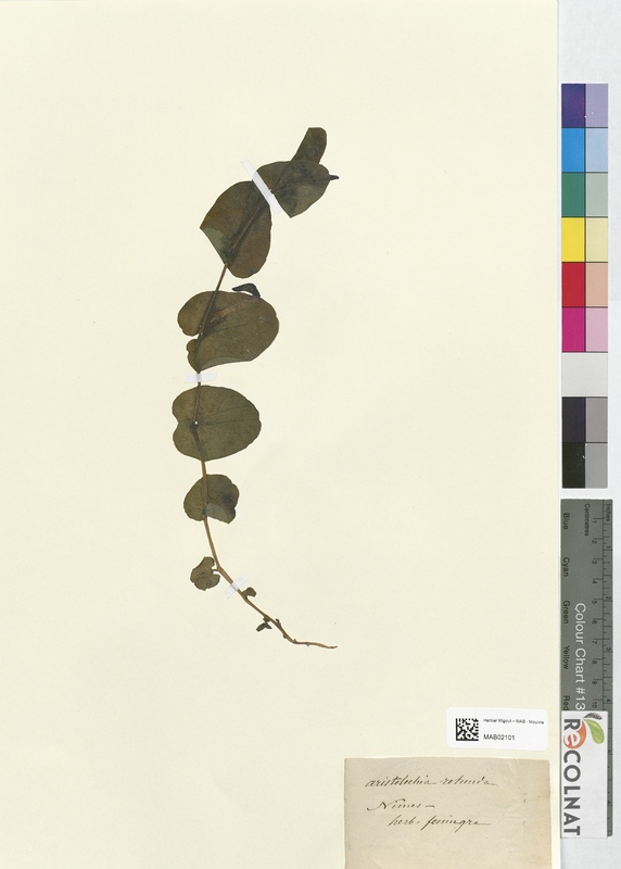 Aristolochia rotunda (Aristolochiaceae)