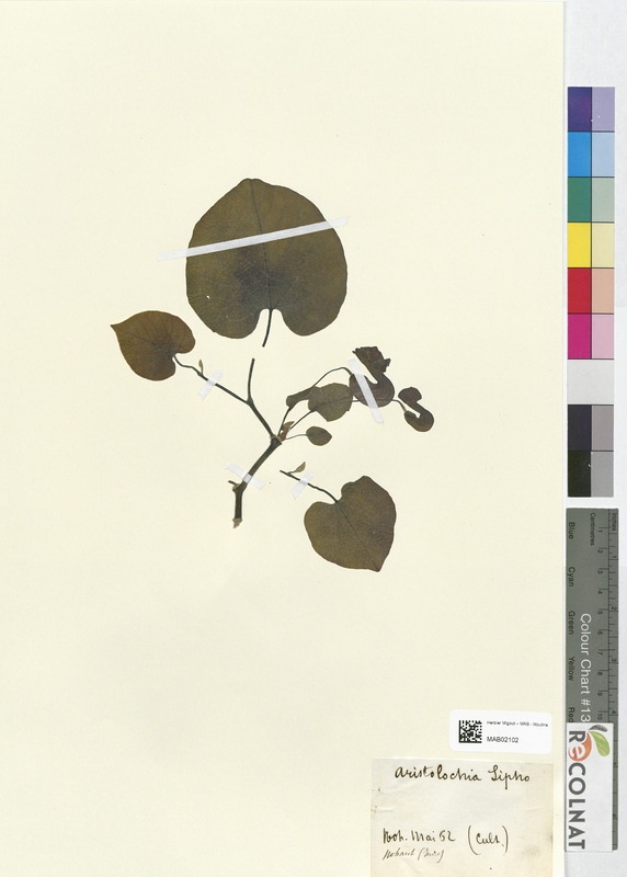 Aristolochia sipho (Aristolochiaceae)