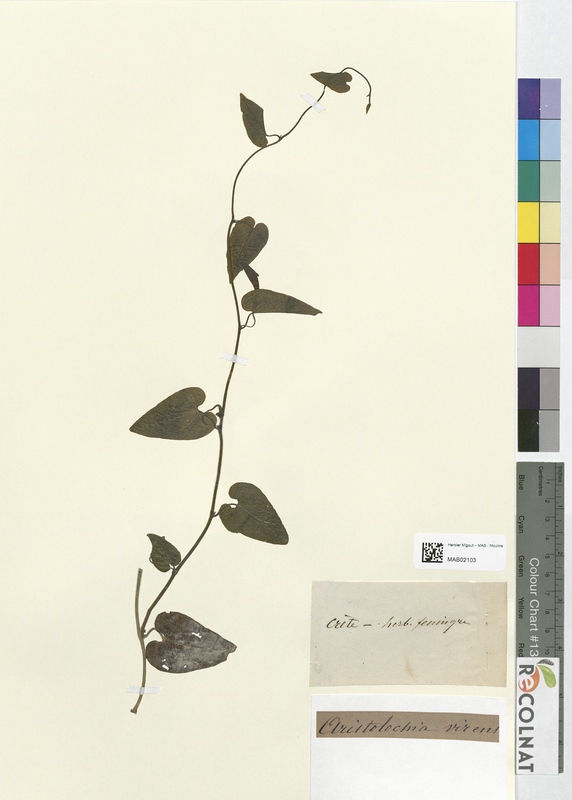 Aristolochia virens (Aristolochiaceae)