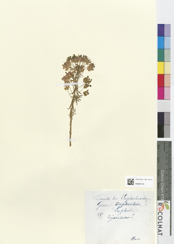 Euphorbia cyparissias (Euphorbiaceae)