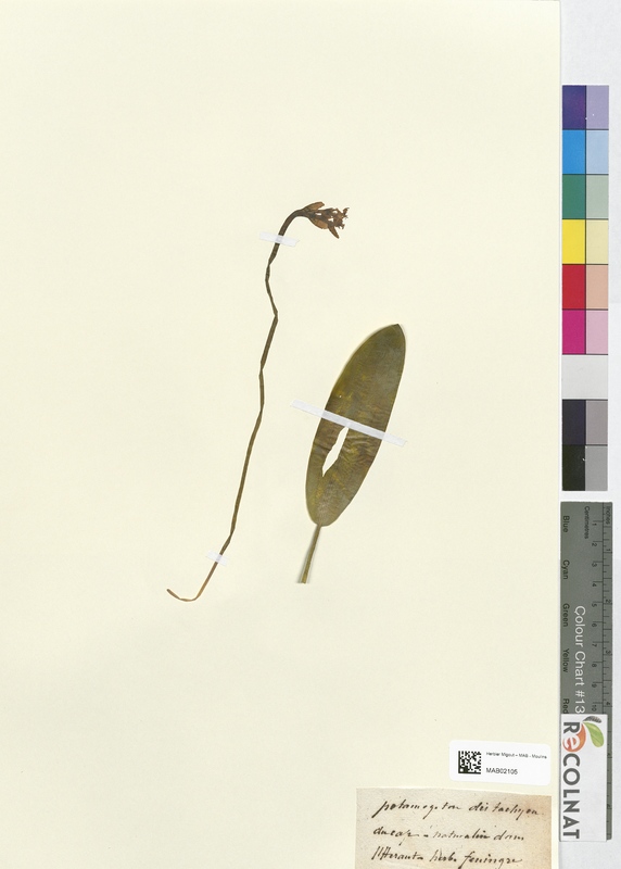 Potamogeton distachyum (Potamogetonaceae)