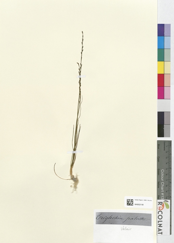 Triglochin palustre (Juncaginaceae)
