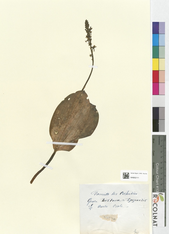 Listera ovata (Orchidaceae)