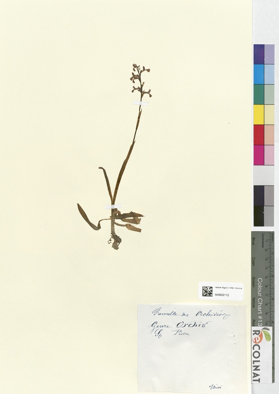 Orchis picta (Orchidaceae)