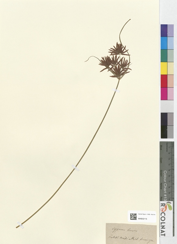 Cyperus longus (Cyperaceae)