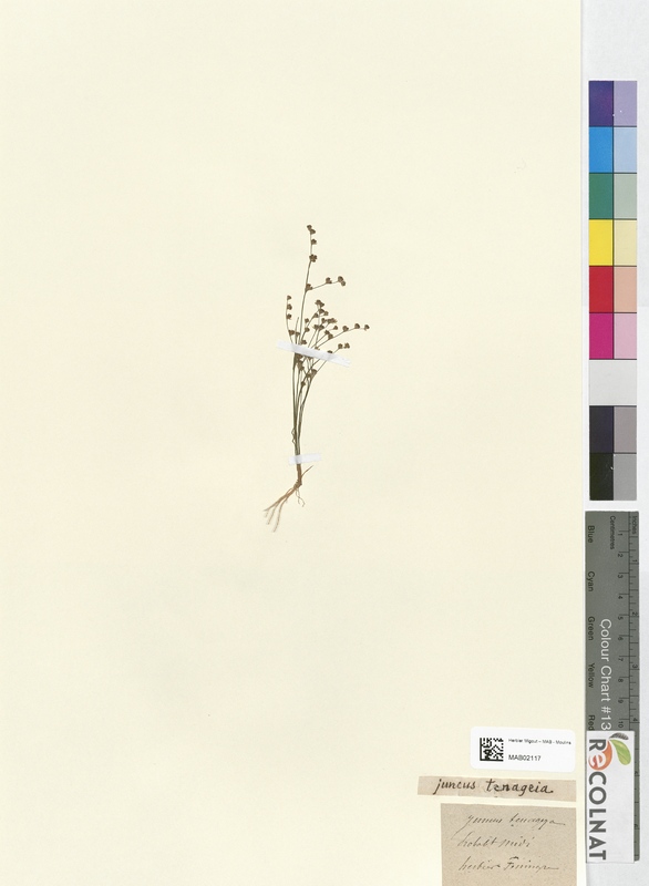 Juncus tenageia (Juncaceae)