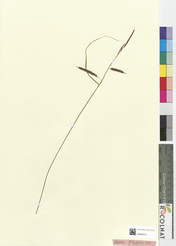 Carex glauca (Cyperaceae)