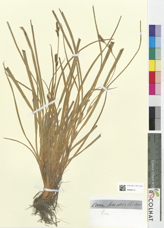 Carex hordeistichos (Cyperaceae)