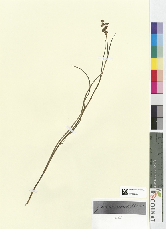 Juncus acutiflorus (Juncaceae)