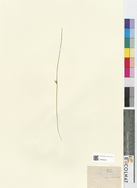 Juncus filiformis (Juncaceae)