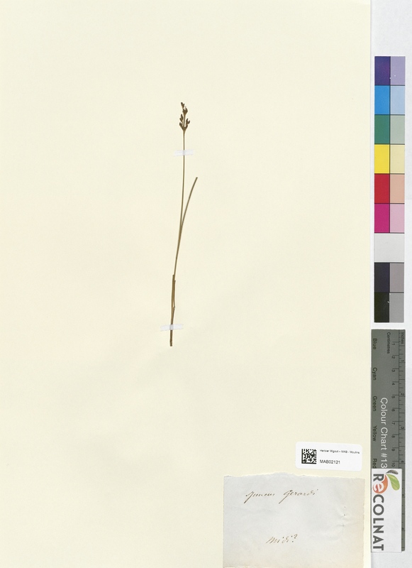 Juncus gerardi (Juncaceae)