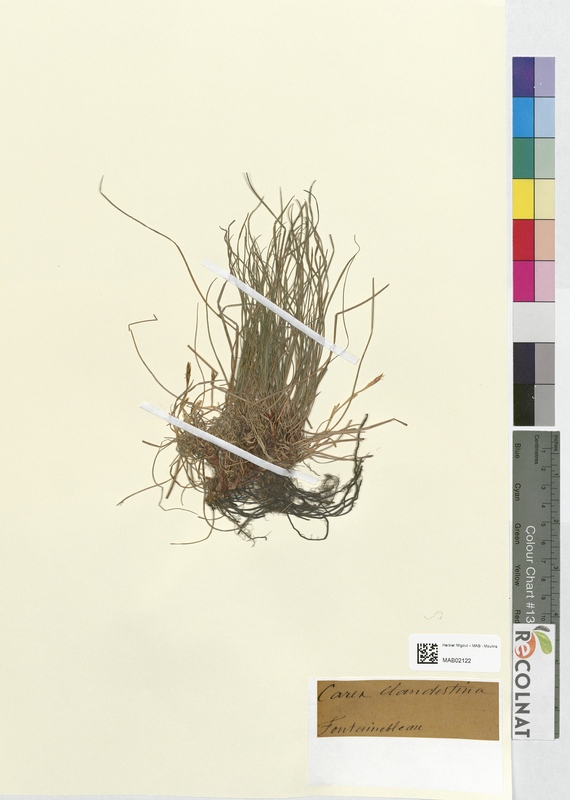 Carex clandestina (Cyperaceae)