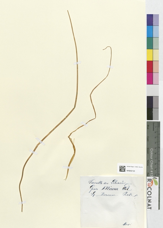 Allium roseum (Amaryllidaceae)